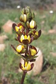 Image result for Eulophia clitellifera