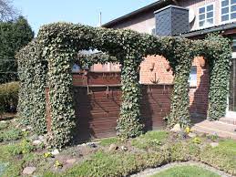 Günstige preise für hecken der zur familie der araliengewächse gehörige zimmerefeu botanisch hedera helix genannt stammt. Efeu Woerner Hedera Helix Woerner Baumschule Horstmann