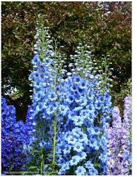 It is also a hummingbird and large butterfly magnet. Perennials For Zone 3 That Are Incredibly Easy To Grow Make It A Garden