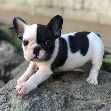 Pin En Dogs Lovers