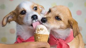 3 Rezepte Fur Selbstgemachtes Hundeeis Schnell Einfach Eine Erfrischung Zaubern In 2020 Eis Fur Hunde Haustiere Fur Kinder Eis Selber Machen