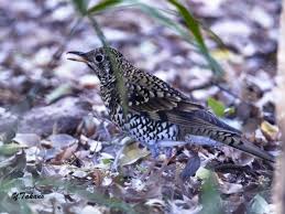 Image result for トラツグミ