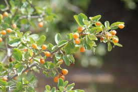 Image result for Cordia sinensis