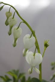 Image result for Dicentra spectabilis alba