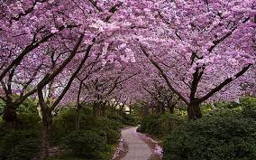Spring windows wallpapers pc in both widescreen and 4:3 resolutions. Hd Wallpaper Spring Season Blossoms Alley Parks Widescreen 1920x1200 Nature Seasons Hd Art Wallpaper Flare