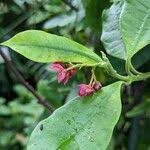 Image result for Epistemma