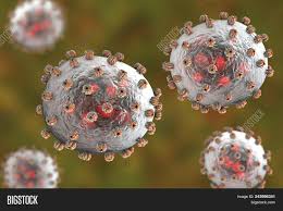 The family arenaviridae is divided into three genera: Lassa Fever Viruses Image Photo Free Trial Bigstock