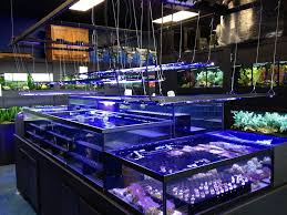 Display Tanks Lit With Panorama Marine Panorama Actinic Blue Leds At Aquarium Adventure San Antonio