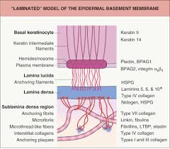 • it serves as a semipermeable membrane. The Biology Of The Basement Membrane Plastic Surgery Key