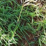 Image result for Euclasta