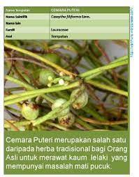 Cobra x adalah jamu herba untuk membantu merawat 'penyakit' lelaki iaitu impontensi atau lemah tenaga syahwat. Cemara Puteri Cassytha Filiformis Linn Untuk Lelaki Mati Pucuk Wannura