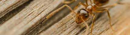 There are no reviews about accurate pest control. Pest Control In Schenectady Ny Schenectady Ny Pest Control Mapquest
