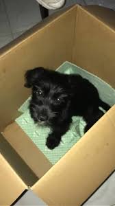 Se invece il peso del nostro cane più. Regalo Cucciolo Di Soli 3 Mesi Cuccioli Cani E Cuccioli Cuccioli Di Cani