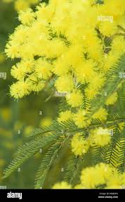 Image result for Acacia decurrens