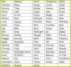 Horse Pony Names Horse Names Cute Pet Names Pet Names