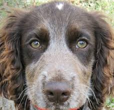 Potty train your puppy and stop bad behavior like barking, chewing, jumping, biting German Shorthaired Pointer Poodle Mix Puppies For Sale Off 54 Www Usushimd Com