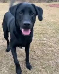 See more of golden retriever puppies on facebook. 900 Call Me A Dog Ideas In 2021 Dogs Cute Animals Cute Dogs
