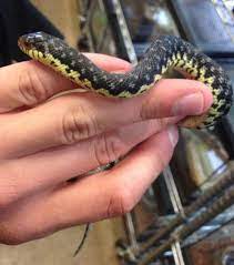 They're found in north america, south america, and madagascar. Baby Madagascar Giant Hognose Snakes For Sale