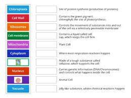 Download free books in pdf format. Animal Cell Organelles Function Teaching Resources