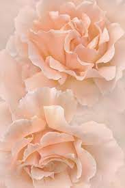 Pastel colour palette colour inspiration : Peach Rose Flowers Bouquet Peach Roses Peach Aesthetic Peach Colors