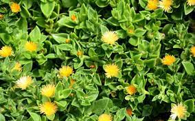 Rare Yellow Sun Rose Sun Jewel Aptenia Cordifolia Haekeliana Succulent Ebay Plants Succulents Planting Succulents