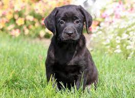See black labrador stock video clips. Labrador Retriever Black Puppies For Sale Puppy Adoption Keystone Puppies