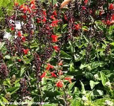 Image result for Salvia coccinea