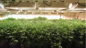 This choice is (as everything else) entirely up to you: Power Consumption For Cannabis Growers Electricityplans