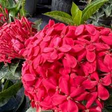 Image result for Ixora nana
