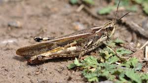 Los grillos son unos insectos que hacen ruido por la noche. Nos Quedamos Sin Grillos Y Saltamontes El Independiente