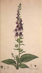 Rerdburry Digitalis Purpurea Illustrated By William Curtis Botanical Illustration Botanical Drawings Vintage Botanical Prints