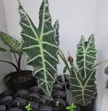 Tanaman hias memang menjadi tumbuhan yang banyak diincar. Budidaya Tanaman Hias Paling Banyak Di Indonesia Bibitbunga Com