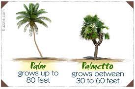 A palm tree is an umbrella term for any tree that can be classified as a member of the palmaceae class. Difference Between Palmetto And Palm Trees Gardenerdy