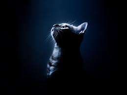 Highest rated) finding avatars newest highest rated most viewed most favorited all avatars gif avatars jpg avatars png avatars min resolution: Sad Cat Wallpapers Top Free Sad Cat Backgrounds Wallpaperaccess
