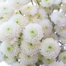 Zip Mini Button Pom White Flower White Flowers Wedding Flowers Wedding Arrangements