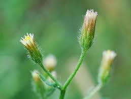 Image result for Conyza limosa