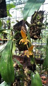 Emak saya kata dah lama pokok ni tak berbunga. Paku Midin Cara Orkid Cepat Berbunga Dan Sihat Hanya Dari Laman Jackie San Orkid Garden