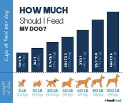 How Much Should I Feed My Dog Puppy To Senior Feeding