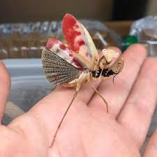 Image result for Alectra picta