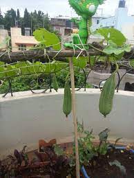 Ridge Gourd Terrace Garden Terrace Garden Design Terrace Garden Ideas Indian Vegetables