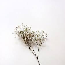  I Ve Been Learning A Lot About Beauty The Way That It Can Shape Us Define Us And Consume Us Flower Aesthetic Flower Background Wallpaper Flower Backgrounds