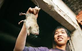 Jangan risau admin akan kongsikan cara halau tikus. 3 Cara Nak Checkmate Kehadiran Tikus Yang Selalu Masuk Nyorok Nyorok Dalam Rumah Kartel Dakwah