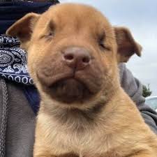 Price can be an indication towards the quality of the puppies breed lines and. Animal Hope A Different Kind Of Shelter Rescue Rehab Rehome