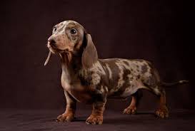 The red colour appears in various modifications from mahogany, deep red in various shades, red with different degree of interspersed black hairs, red with brown pigment up to. Dapple Dachshund The Ultimate Dapple Doxie Dog Breed Guide All Things Dogs All Things Dogs