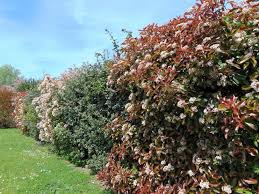 These fast growing trees will liven up your yard and add shade quickly. 9 Best Fast Growing Shrubs For Your Garden Horticulture