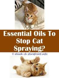 10 Fabulous Surgery To Stop Cat Spraying Cat Spray Cats Male Cat Spraying