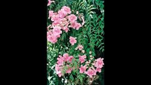 Image result for Podranea