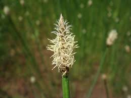 Image result for Cyclocarpa