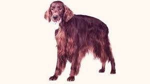 How to help your dog. How To Calm Down A Dog Calm Your Puppy Tips And Tricks Petcarerx