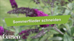 Sommerflieder Schneiden So Geht S Richtig Video Video Sommerflieder Flieder Straucher Garten